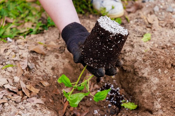 Comment incorporer des herbes aromatiques dans son alimentation pour un bien-être quotidien ?